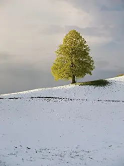 Solitary tree, lime tree (Tilia)