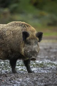 Solitary wild boar (Sus scrofa) close-up portrait of male standing in mud of quagmire in forest