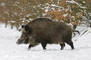 Solitary wild boar (Sus scrofa) male foraging in forest in the snow in winter