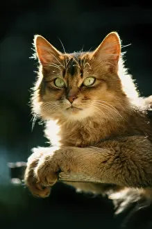 Somali cat