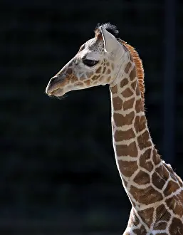Somali Giraffe (Giraffa camelopardalis reticulata)