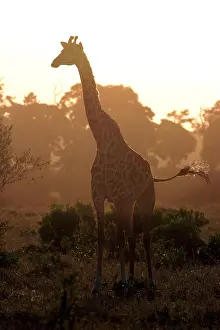 Somali Giraffe (Giraffa camelopardalis reticulata)