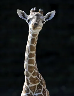 Somali Giraffe or Reticulated Giraffe (Giraffa camelopardalis reticulata)