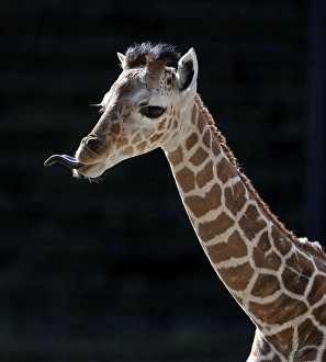 Somali Giraffe or Reticulated Giraffe (Giraffa camelopardalis reticulata)