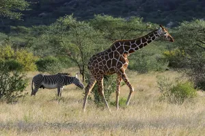 Somali Giraffe or Reticulated Giraffe (Giraffa camelopardalis reticulata)