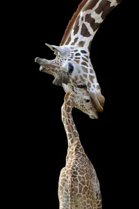 Somali Giraffes or Reticulated Giraffes (Giraffa camelopardalis reticulata)