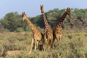 Three Somali giraffes or reticulated giraffes (Giraffa reticulata camelopardalis)