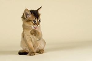 Somali kitten, tawny