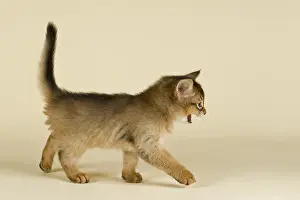 Somali kitten, tawny