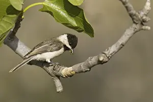 Sombre Tit (Parus lugubris), adult