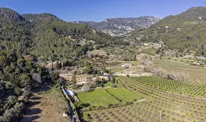 Son Brondo olive grove, typical Mallorcan variety