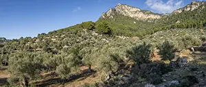 Son Moragues olive grove, Valldemossa