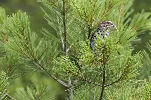 Song sparrow. Melospiza melodia