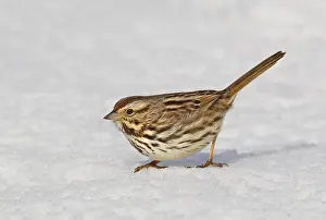 Song Sparrow (Melospiza melodia)