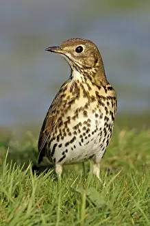 Song Thrush (Turdus philomelos)