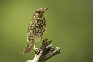 Song thrush (Turdus philomelos)