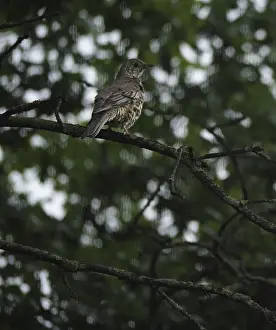Song thrush (Turdus philomelos)