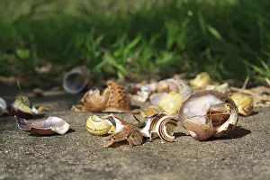 Song thrush (Turdus philomelos) Anvil with remains of snail shells