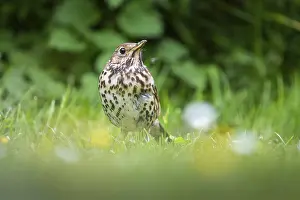 Song Thrush, Turdus philomelos), Germany, Europe
