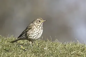 Song thrush (Turdus philomelos) in meadow