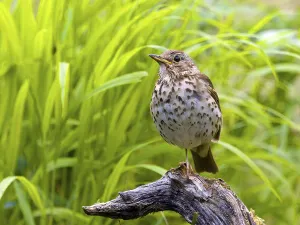 Song thrush (Turdus philomelos) sitting on a branch