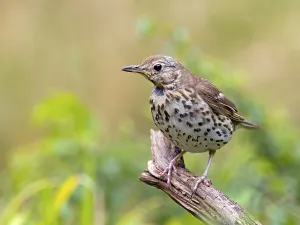 Song Thrush (Turdus philomelos) sitting on a root