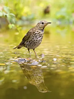 Song Thrush (Turdus philomelos) standing in shallow water with mirror image