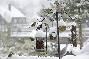 Songbirds feeding on nuts, seed and fat from garden bird feeder in the snow in winter in town