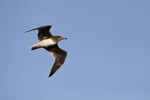 Sooty Gull (Ichthyaetus hemprichii) flying