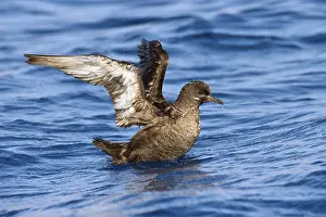 Sooty Shearwater (Ardenna grisea)
