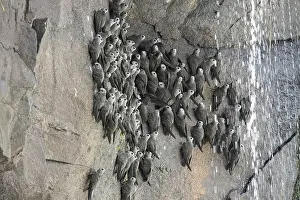 Sooty Swift, Cypseloides senex