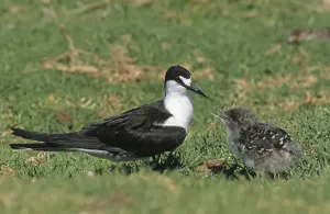 Sooty Tern (Sterna fuscata), adult with chick