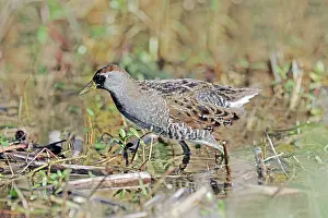 Sora (Porzana carolina), sora, USA