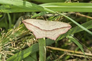 Sorrel Moth on a Leaf, A blood vein moth on a leaf