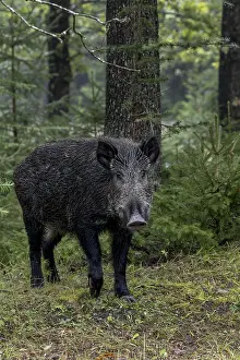 A sound alerts the wild boar (Sus scrofa)