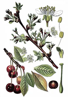 Sour Cherry (Prunus cerasus), useful plant
