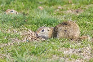 Souslik (Spermophilus citellus) European ground squirrel in the natural environment