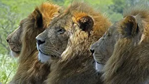 South Africa, Africa, Lion, Panthera Leo