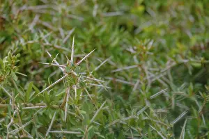 South African Acacia, Spines, Thorn Bush