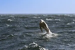 South African (Arctocephalus pusillus) fur seals