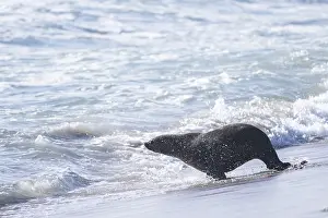 South African (Arctocephalus pusillus) fur seals
