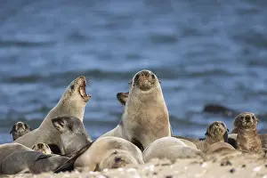 South African (Arctocephalus pusillus) fur seals