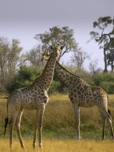 South African or Cape giraffes (Giraffa giraffa giraffa)