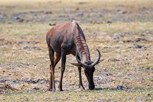 South African cow antelopes (Alcelaphus buselaphus caama)