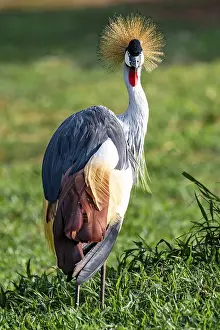 South African crowned crane (Balearica regulorum)