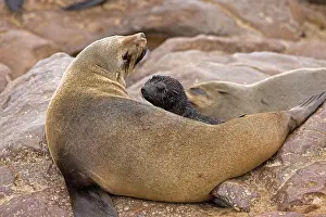 South African Fur Seal (arctocephalus pusillus)