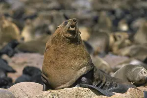 SOUTH AFRICAN FUR SEAL (arctocephalus pusillus)