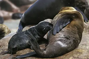South African Fur Seal (arctocephalus pusillus)