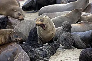 South African Fur Seal (arctocephalus pusillus)