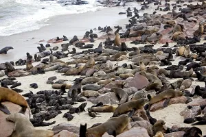 South African Fur Seal (arctocephalus pusillus)